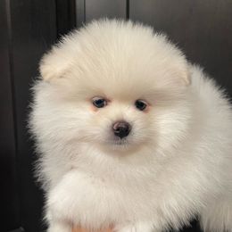 Boy - Cream Pomeranian puppy in Arizona from Sun Flower Pom