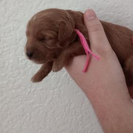 Rose - Red female Cavapoo puppy in Fairfield, Illinois from Positively Doodles