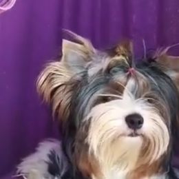 Fendi - Biewer Terrier