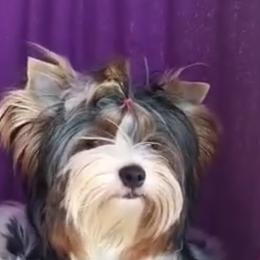 Fendi - Biewer Terrier