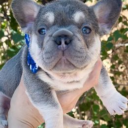 KODAK - Tricolors French Bulldog puppy in Tucson, Arizona from The Origin French Bulldogs