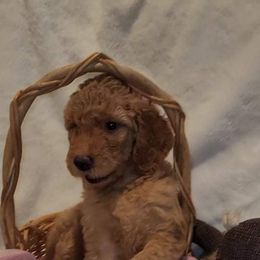 Goldendoodle Puppies from Luna Goldendoodles