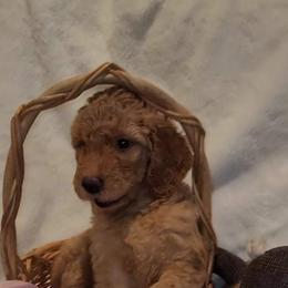 Goldendoodle Puppies from Luna Goldendoodles