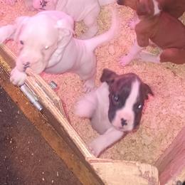 No name - White female Boxer puppy in Minnesota from Timmies Boxers