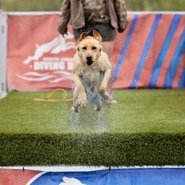 Sage - Labrador Retriever