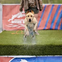 Sage - Labrador Retriever