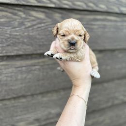 Cocker Spaniel Puppies from MGs Cockers
