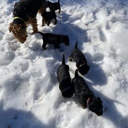 Welsh Terrier Puppies from Snow Dragon Welsh Terriers