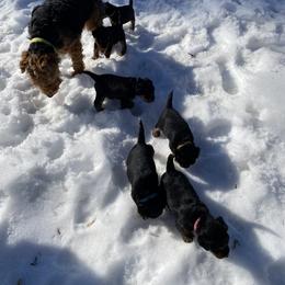Welsh Terrier Puppies from Snow Dragon Welsh Terriers