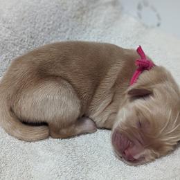Golden Retriever Puppies from Goldens of Heritage Oaks