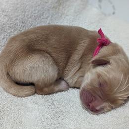 Golden Retriever Puppies from Goldens of Heritage Oaks