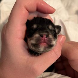 Kleya - Black and silver female Miniature Schnauzer puppy in Akron, Ohio from Green Family Companion Kennel, LLC