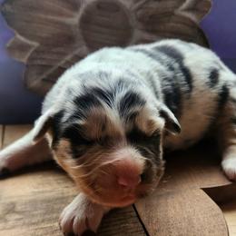 Ridger - Blue merle male Australian Shepherd puppy in Cable, Ohio from Resolute Aussies