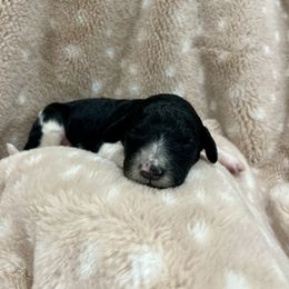 Goldendoodle Puppies from Sugar Doodles