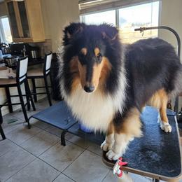 Bourbon - Collie