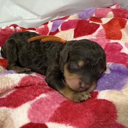 Cupid - Phantom male Poodle puppy in Conway, Arkansas from Arkansas River Poodles