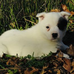 Zoey - Blue mottled female Australian Cattle Dog puppy in Redding, California from Macushla Kennel