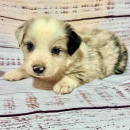Blue male 1 - Blue merle male Miniature Australian Shepherd puppy in Lemon Cove, California from Magic Ranch Mini Aussies