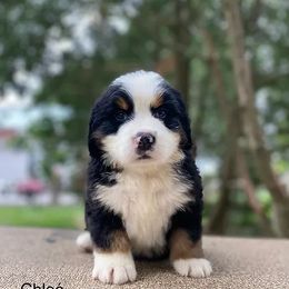 Chloé - Black rust and white Bernese Mountain Dog puppy in New Haven, Indiana from Milan Berners