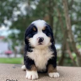 Chloé - Black rust and white Bernese Mountain Dog puppy in New Haven, Indiana from Milan Berners