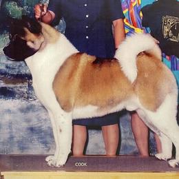 Akita from Kawela Akitas