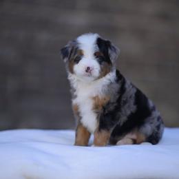 Australian Mountain Doodle, Bernedoodle, and Cavapoo Puppies from Cedar Wood Farms