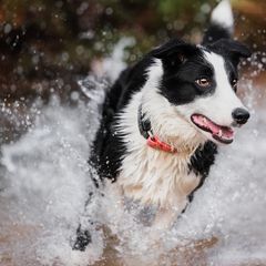 Border Collies and Sporty Mixes from Endgame Sport Dogs