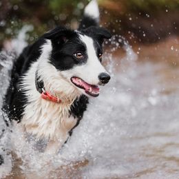 Border Collies and Sporty Mixes from Endgame Sport Dogs