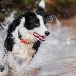Border Collies and Sporty Mixes from Endgame Sport Dogs