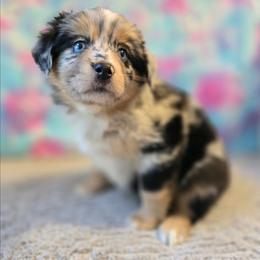 Reba - Blue merle female Miniature Australian Shepherd puppy in Church Hill, Tennessee from Hippie Dog Haven