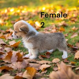 Female 2 - Red female Pembroke Welsh Corgi puppy in Tennessee from Grindstaff Corgis
