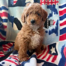 Tucker - Apricot male Goldendoodle puppy in Mayville, Michigan from Guiding Light Doodles