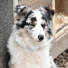 Border Collies from Shining C Border Collies