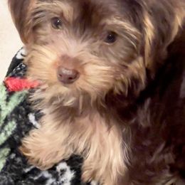 Yorkshire Terrier All Grown Up from Happy Days