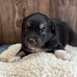 Rayna - Black & white female Miniature Australian Shepherd puppy in Geary, Oklahoma from Helm Farms Aussies