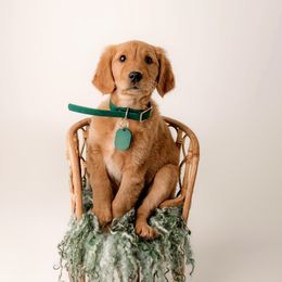 Golden Retrievers from Canyon Edge Acres