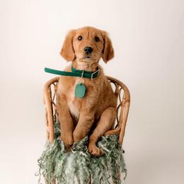 Golden Retrievers from Canyon Edge Acres