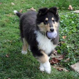 Collie puppies from Val Hi Collies