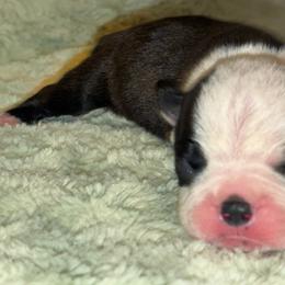 Boy 1 - Black brindle and white male Boston Terrier puppy in Coopertown, Tennessee from Toon’s Boston Terriers