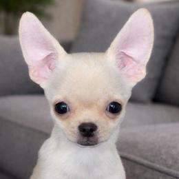 Charlie - Cream female Chihuahua puppy in Bucks County, Pennsylvania from Sweet Bean Chihuahuas