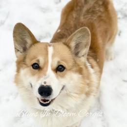 Milo - Pembroke Welsh Corgi