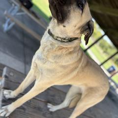 Lili - Anatolian Shepherd Dog