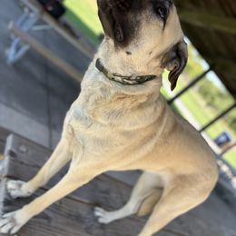 Lili - Anatolian Shepherd Dog
