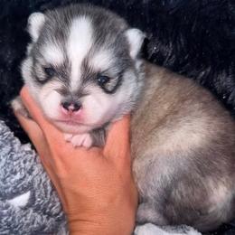 Garry - Silver and white male Pomsky puppy in Chino Valley, Arizona from Rose Peek Pomskies