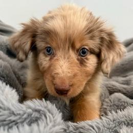 Twix - Red merle male Australian Shepherd puppy in East Hartford, Connecticut from CT Aussies