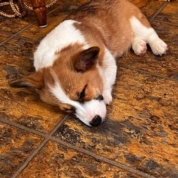 Pembroke Welsh Corgi Puppies from Dream Catcher Corgis
