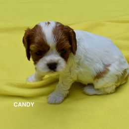 Australian Shepherd and Cavalier King Charles Spaniel Puppies from FairWilde Farm
