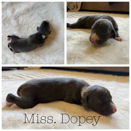 Miss Dopey - White and blue female Italian Greyhound puppy in Texas from Italian Greyhounds of Frisco