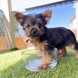 Lincoln - Parti male Yorkshire Terrier puppy in San Antonio, Texas from Luna's Treasures