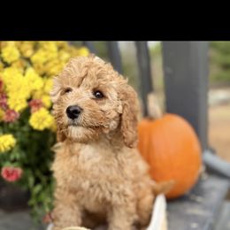Ginger - Apricot female Cavapoo puppy in Bozrah, Connecticut from Cedar Creek Farm